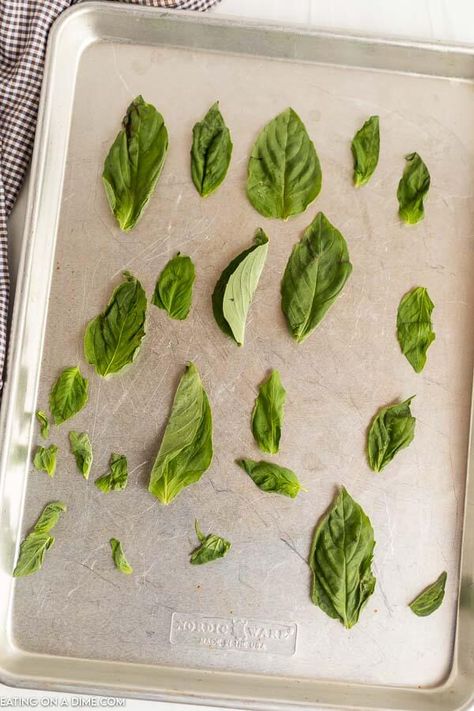 How to Dry Basil Leaves - Eating on a Dime Freezing Pesto, Pesto Pasta Recipes Chicken, Pesto Dishes, Dry Basil, Chicken Bruschetta Recipe, Bruschetta Chicken Pasta, Easy Bruschetta, Dried Basil Leaves, Eating On A Dime