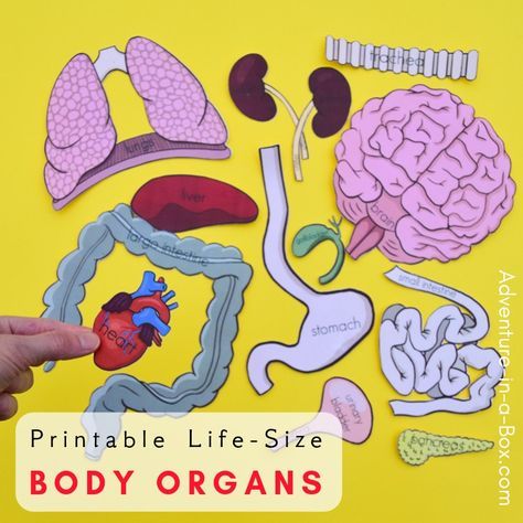 Make a quick anatomy model for kids to study the human body with these free printable life-size organs! #stemactivities #kidsactivities #homeschool #homeschooling #education Human Body Printables, Human Body Unit Study, Human Body Projects, Free Human Body, Body Preschool, Human Body Science, Human Body Activities, Diy Nature, Human Body Organs