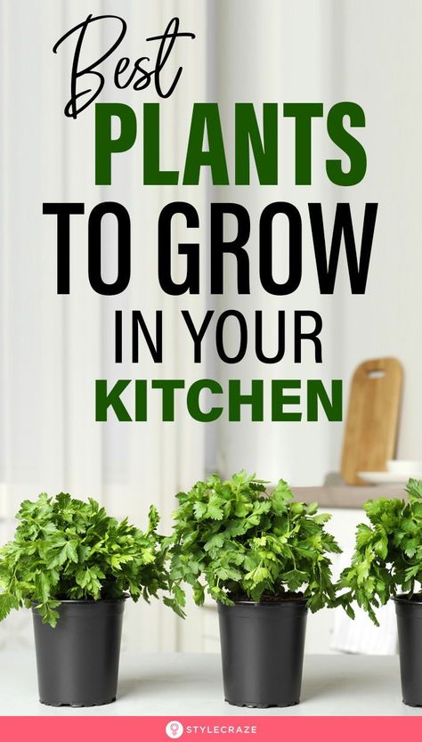 How To Harvest Cilantro, Ayurvedic Plants, Growing Spinach, Tulsi Plant, Wall Hanging Decorations, Veggies And Fruits, Indoor Vegetables, Hanging Herbs, Veg Patch