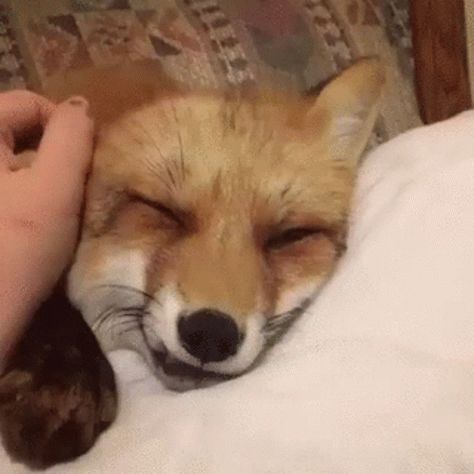 Fox Stimboard, Stimboard Gifs, Fox Gif, Relaxing Gif, Fox Pictures, Raccoon Funny, Animal Icon, Pet Fox, Cute Fox