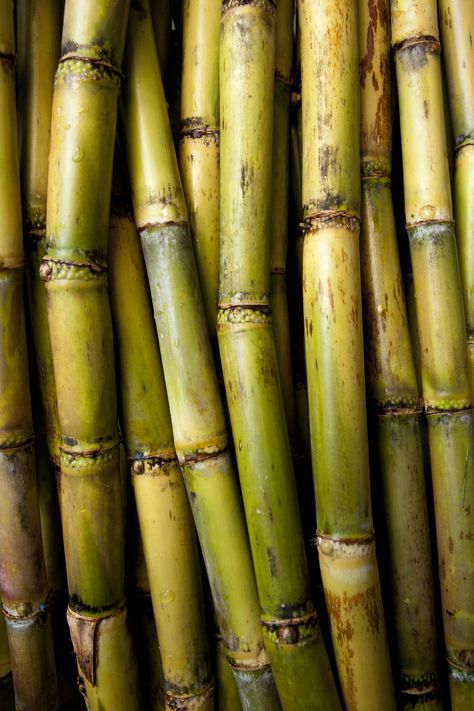 Sugarcane Aesthetic, Flora Aesthetic, Sugar Cane Plant, Edible Grass, Mealy Bugs, Sugarcane Juice, Dark Green Wallpaper, Jeep Photos, Perennial Grasses