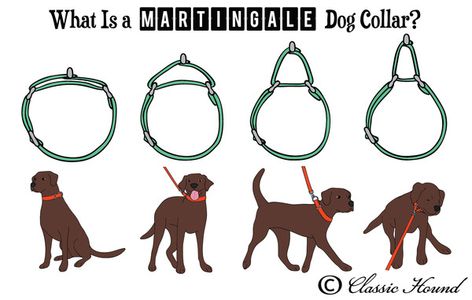 Questions Regarding Martingale or Metal Buckle Collars, Collar Sizing, Custom Orders, and Safety Dog Training Aggression, Diy Dog Collar, Cute Dog Collars, Dog Collar Bows, Dog Collar Bow Tie, Martingale Dog Collar, Aggressive Dog, Martingale Collar, Dog Gear