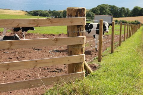 Fencing Livestock 101 | FarmTek Blog Electric Fence For Cattle, Cattle Fencing, Cattle Panel Fence, Cattle Housing, Cattle Fence, Cattle Corrals, Agricultural Fencing, Livestock Fence, Different Types Of Fences