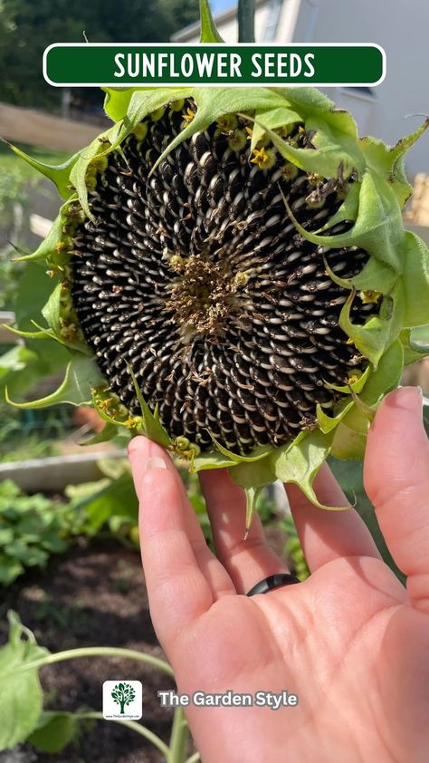 How to Save Sunflower Seeds: DIY Seed Saving - The Garden Style Sunflower Planting Tips, Save Sunflower Seeds, Sunflower Planting, Harvesting Sunflower Seeds, Potted Sunflowers, Types Of Sunflowers, Seed Storage, Planting Tips, Seed Saving