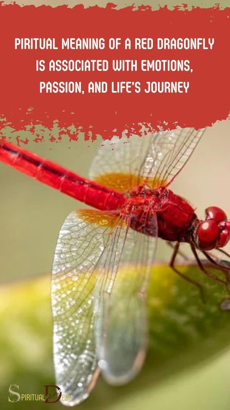 The spiritual meaning of a red dragonfly is associated with emotions, passion, and life’s journey. It symbolizes transformation, adaptability, and wisdom gained through life experiences. #gain #experience #experiences #wisdom #transformation #journey #life #passion Red Dragon Fly Spiritual Meaning, Red Dragonfly Spiritual Meaning, Red Dragonfly Meaning, Dragonfly Meaning Spiritual, Dragonfly Meaning, Dragonfly Symbolism, Dragonfly Quotes, Spirit Animal Meaning, Red Dragonfly