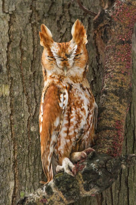 Amazing wildlife - Eastern Screech Owl photo #owls by Daniel Cadieux Eastern Screech Owl, Owl Photography, Nocturnal Birds, Screech Owl, Hoot Owl, Owl Pictures, Beautiful Owl, Owl Bird, Pretty Birds