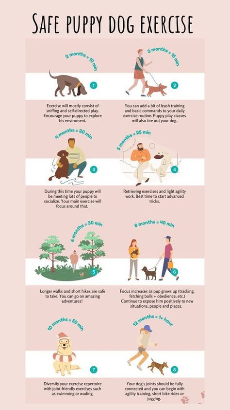 safe dog exercise ideas #dog exercise ideas #dog exercise #dog exercise ideas fitness #exercise for dogs Dog Exercise Ideas, House Training Puppies, Positive Dog Training, Easiest Dogs To Train, Dog Behavior Problems, Exercise Ideas, Dog Exercise, Dog Training Advice, Puppy Training Tips