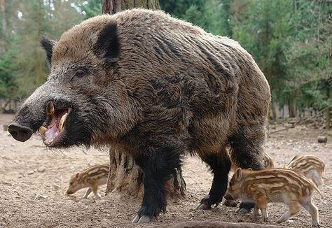 Different Breeds of Wild Hogs | texas natural wildlife distinguishing feral hogs from introduced wild ... Feral Pig, Wild Boar Hunting, Dangerous Creatures, Boar Hunting, Skull Sketch, Hog Hunting, Wild Pig, Wild Hog, Hunting Party