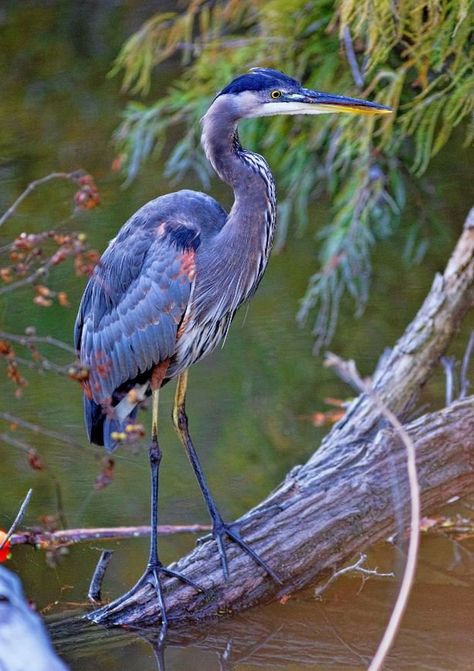 Heron Photography, Bird Painting Acrylic, Heron Art, Grey Heron, Great Blue Heron, Monet Paintings, Acrylic Painting Tips, Art Hobbies, Bird Watcher