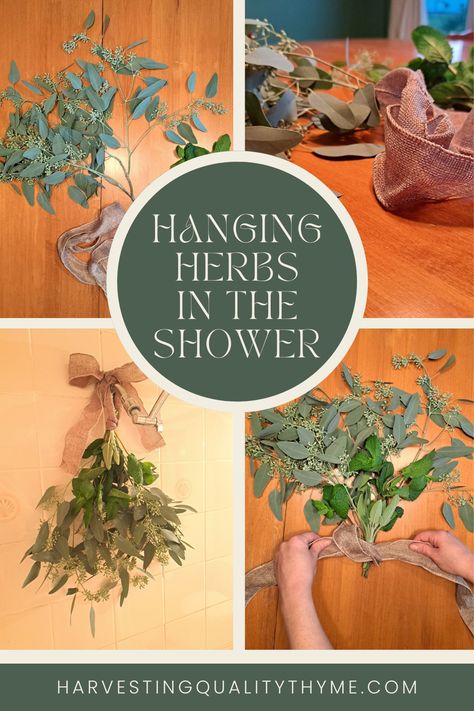 Four images with text in the center of the pin. Each image shows a step of how to create a bundle of herbs to hang in the shower. Herbs To Hang In Bathroom, Hanging Herbs Aesthetic, Shower Bouquet Bathroom, Rosemary Shower Bundle, Shower Herbs, Dried Herbs Hanging, Herb Arrangements, Herbs For Allergies, Herb Bouquet