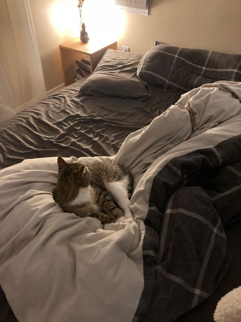 Cozy Bed Astethic, Make The Bed Aesthetic, Cats In Apartments Aesthetic, Cats On Beds Aesthetic, Phone On Bed Aesthetic, Chilling In Bed Aesthetic, Cozy Bedtime Aesthetic, Man Sleeping In Bed Aesthetic, Cat In Bed Aesthetic