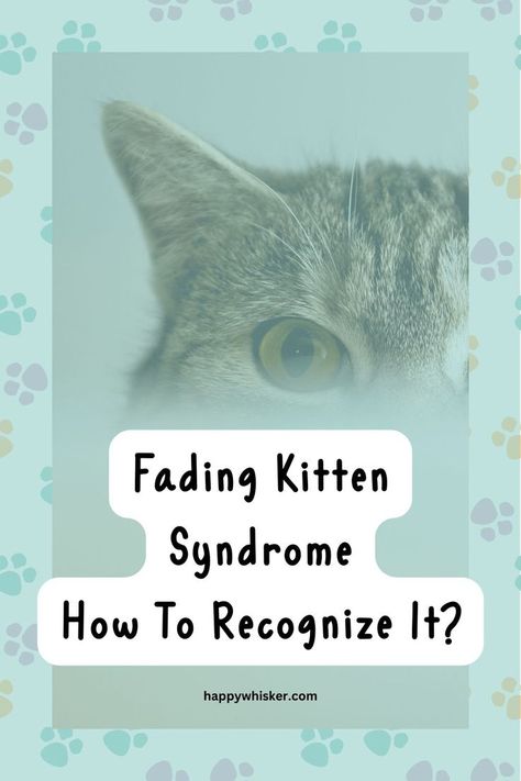 Fading Kitten Syndrome - A Guide On How To Recognize It Early Newborn Kittens, Spot It, Kitten Care, All About Cats, Cat Pin, On Time, Feline, To Learn, Health Care