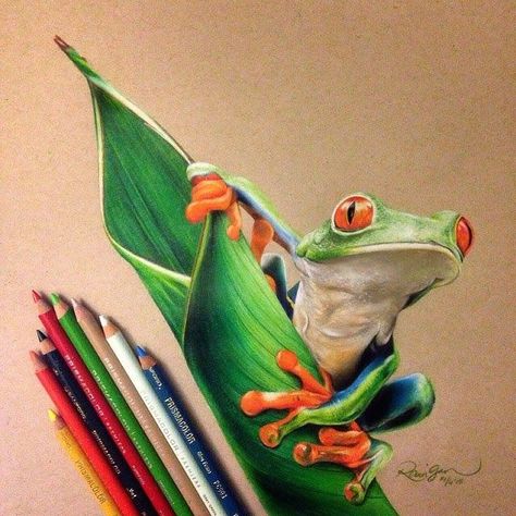 Sweet Drawings, Prismacolor Art, Frog Drawing, Colored Pencil Artwork, Frog Art, Desenho Tattoo, Colored Pencil Drawing, Pencil Art Drawings, Realistic Art