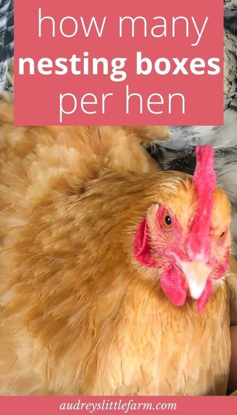 Chicken Nest Boxes, Chicken Run Plans, Fancy Chicken Coop, Chicken Nest, Happy Chickens, Mobile Chicken Coop, Homestead Animals, Backyard Coop, Chicken Roost