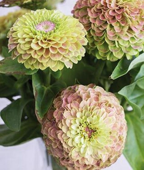 Zinnia Queen Lime, Zinnia Garden, Zinnia Flower, Zinnia Flowers, Flower Farmer, Cut Flower Garden, Garden Guide, Annual Flowers, Beneficial Insects