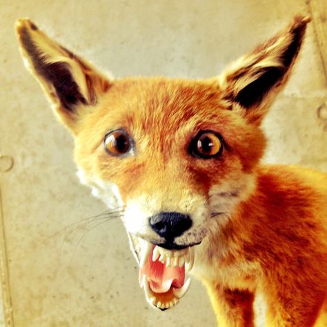 Bad Taxidermy Fox, Terrible Taxidermy, Taxidermy Fails, Funny Taxidermy, Montana Hunting, Taxidermy Fox, Bad Taxidermy, Science Safety, 3d Archery