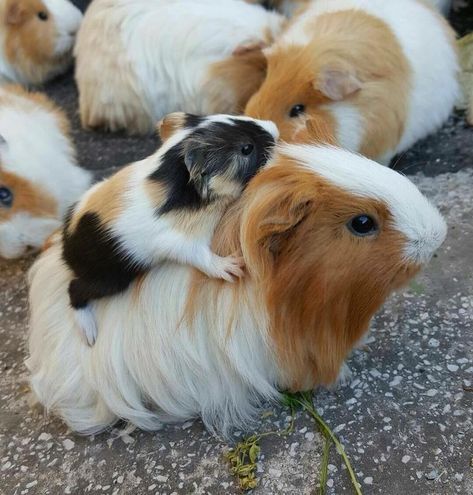 Popcorn Popping, Guinea Pigs Funny, Baby Guinea Pigs, Guinea Pig Bedding, Pig Pictures, Cele Mai Drăguțe Animale, Rasy Koni, Pet Guinea Pigs, Guinea Pig Care