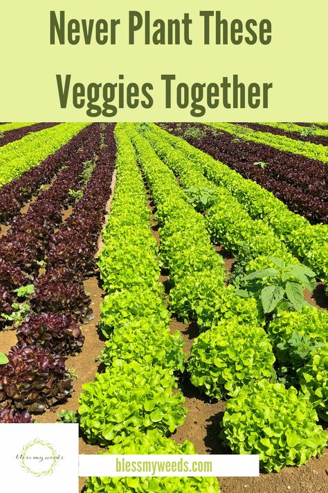 Veggies To Grow Together, How To Plant A Garden, What Not To Plant Together Vegetables, What Vegetables To Plant Together, What To Plant In Summer Vegetable Garden, Flowers And Vegetables Planted Together, Complimentary Vegetable Planting, Plant Spacing Guide Vegetable Garden, Gardening Fruits