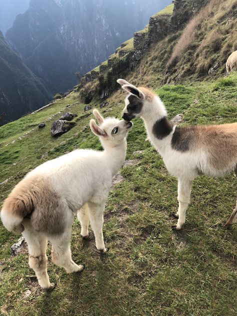 Thanks to Yuvy Dhaliah for making this photo available freely on @unsplash 🎁 Llama Pictures, Cute Cat Names, Cute Llama, Art Animals, Wool Handmade, Cat Names, Cute Animal Pictures, Machu Picchu, Artist Style