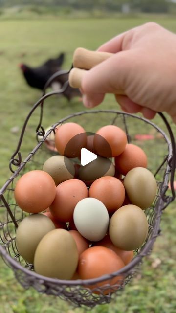 Sasser House on Instagram: "Are Chickens Worth It? Wait until the end..😂🐔 #chickenmath #chickens #homestead #homesteading #farm #farmeggs" Pullets Chickens, Farm Eggs, Chicken