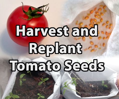 Scrap Gardening, Save Tomato Seeds, Pruning Tomato Plants, Interior Flowers, Tomato Pruning, Growing Tomatoes From Seed, Regrow Vegetables, Saving Seeds, Cherry Tomato Plant