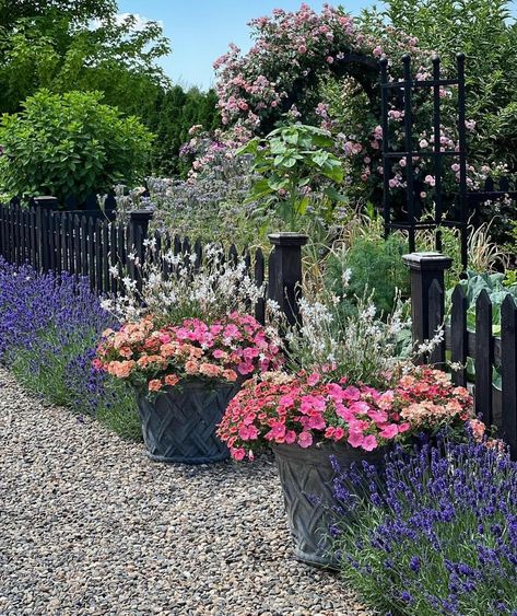 White Gaura, Proven Winners Containers, Gaura Plant, Lavender Hedge, Bermuda Beaches, Garden Answer, Raised Bed Garden, Garden Posts, Container Gardening Flowers