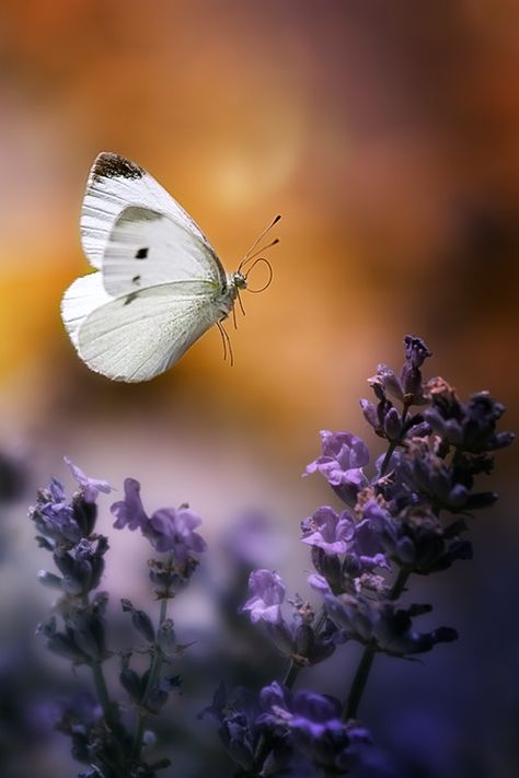 Lavande Matka Natura, Beautiful Bugs, Butterfly Kisses, White Butterfly, Butterfly Flowers, Lavender Flowers, Beautiful Butterflies, Simply Beautiful, Belle Photo