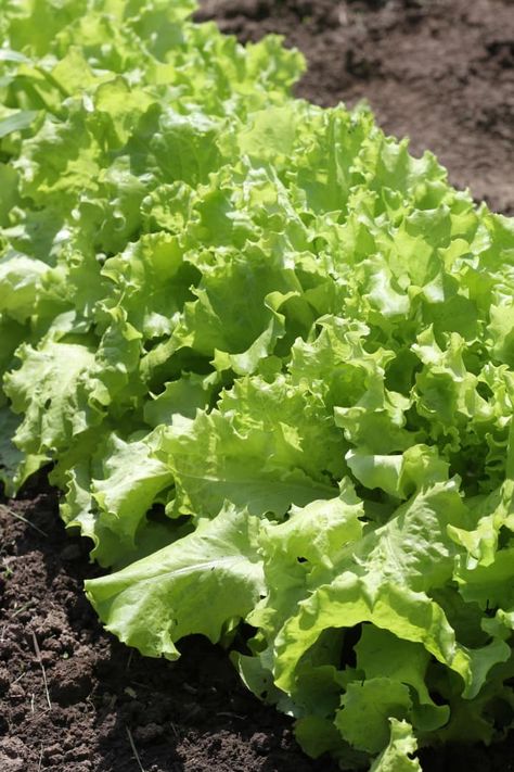 How To Grow Baby Lettuce (It’s Easier Than You Think!) | Apartment Therapy Herb Gardening, Grow System, Drip Irrigation System, Green Things, Gardening 101, Do Baby, Garden Markers, Organic Fertilizer, Composting