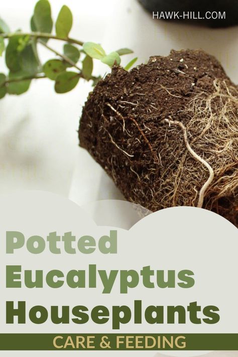 Eucalyptus Houseplant, Eucalyptus Plant Indoor, Eucalyptus Diy, Houseplant Tips, Eucalyptus Plant, Planting Pots, Plant Indoor, Indoor Plant Care, Flower Gardens