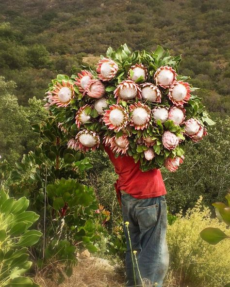 As known as giant protea, honeypot or king sugar bush. Cynaroides comes from the Latin Cynara scolymus, the globe artichoke, which the flower heads are thought to resemble. As for the name King, it’s so called because of its resemblance to a crown and it is the largest of all proteas. Each flower head consists of a domed, central mass of inner flowers surrounded by large, showy bracts. On average, king proteas produce between 6 to 10 flowers per season, but some produce up to 30 per plant. 🌸👑? Protea Cynaroides, Artichoke Plant, Globe Artichoke, Artichoke Plants, Sustained Investigation, Organic Flowers, Sugar Bush, 10 Flowers, King Protea