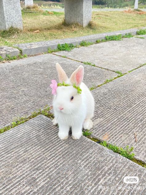 Cute Bunny Pictures, Alexa Demie, White Rabbits, Bunny Pictures, Pet Bunny, Rabbit Art, Cute Animal Photos, Cute Animal Pictures, Hello Spring