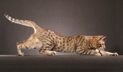 Ocicat, Spotted Cat, Cat Anatomy, Warrior Cat Drawings, Cat Breeder, Cat Reference, American Shorthair, Warrior Cats Art, Cat Pose