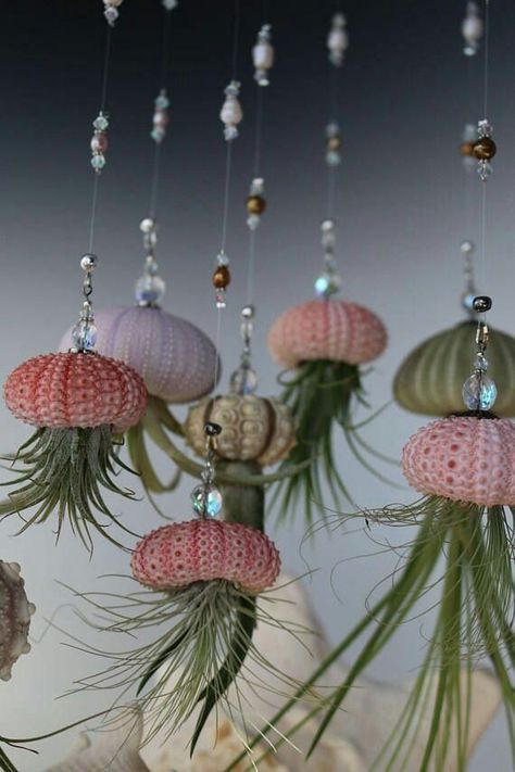 Jellyfish Air Plant, Air Plants Diy, Hanging Jellyfish, Air Plants Decor, Crochet Jellyfish, Seashell Wall Art, Air Plant Display, Sea Urchins, Jelly Fish