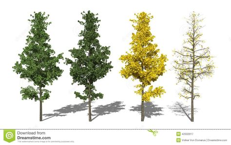 Ginkgo Biloba L. (Four Seasons) Stock Illustration - Illustration of natural, medicine: 42602017 Seasons Illustration, Ginkgo Tree, Ginkgo Biloba, Tree Illustration, Natural Medicine, Four Seasons, Dandelion, Stock Illustration, Medicine