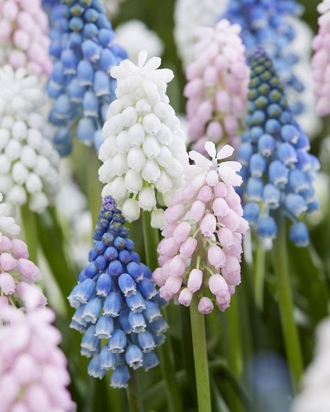 Easy Garden Ideas Landscaping, Hyacinth Bulbs, Partial Shade Plants, Grape Hyacinth, Flower Bulbs, Spring Flowering Bulbs, Bee Friendly, Rock Garden Landscaping, Spring Pastels