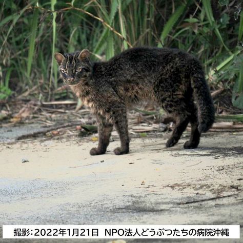 The Iriomote cat is a subspecies of the leopard cat that lives exclusively on the Japanese island of Iriomote. It has been listed as critically endangered on the IUCN Red List since 2008, as the only population comprises fewer than 250 adult individuals and is considered declining. Iriomote Cat, Japanese Island, Small Wild Cats, Leopard Cat, The Leopard, Cat House, Wild Cats, Japan, Sun