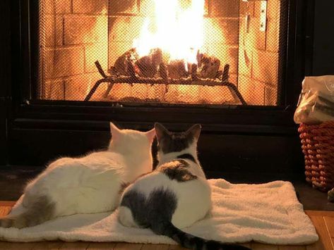 Cup Of Stars, Fire Burning, One Last Time, The Fireplace, Hamsters, Winter Aesthetic, Silly Cats, Pretty Cats, A Blanket