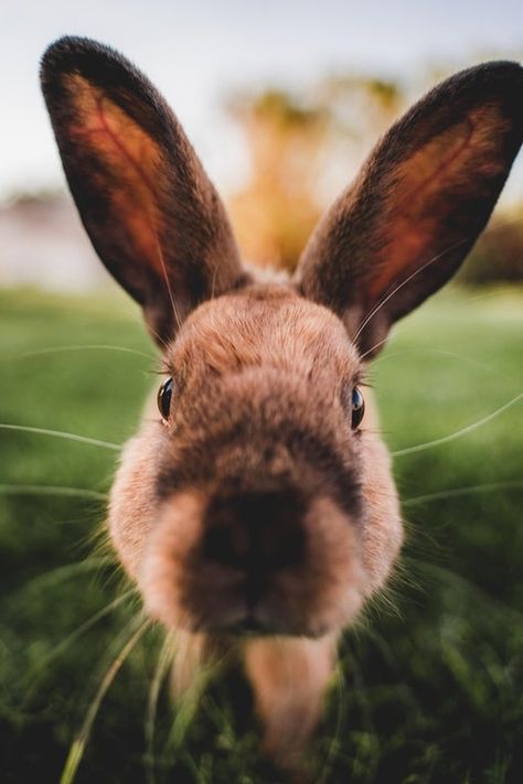 Rabbit looking directly into camera. Rabbit Reference, Pet Rabbit Toys, Bunny Things, Fluffy Bunnies, Cutest Bunny Ever, Rabbit Names, All About Rabbits, Rabbit House, Rabbit Pictures