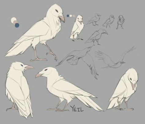 Albino Raven, Crows Drawing, White Raven, Crow Art, Raven Art, Animal References, Animal Sketches, Creature Concept Art, Pink Eyes