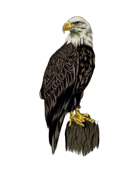 Bald eagle from a splash of watercolor, colored drawing, realistic. Vector illustration of paints Bald Eagle Illustration, Eagle Illustration, Eagle Drawing, Drawing Realistic, Vector Character Design, Eagle Head, Vector Character, Colorful Drawings, Illustration Vector