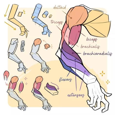 Forearm Drawing Tutorial, Muscle Anatomy Drawing Female, Arm Women Reference, Proko Anatomy Arm, How To Draw An Arm, Muscle Anatomy Drawing Reference, Body Muscles Anatomy Drawings, Drawing Arms Tutorial, Muscle Arm Drawing