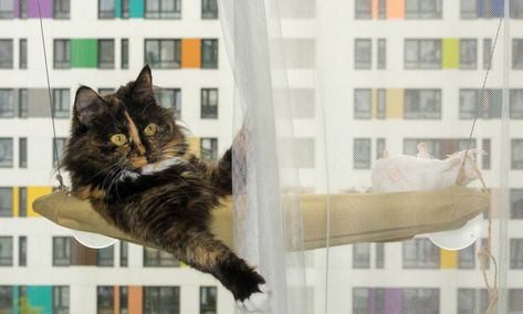 DIY cat window perch: 10 coolest ideas | Hepper Diy Cat Window Perch How To Make, Easy Diy Cat Window Perch, Diy Cat Window Hammock, Diy Cat Window Perch, Diy Cat Window, Diy Cat Hammock, Catio Ideas, Cat Projects, Cat Window Hammock