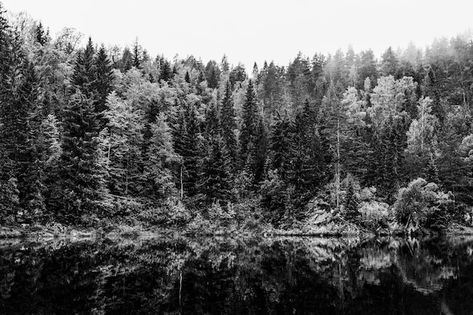 Free photo black and white dramatic land... | Free Photo #Freepik #freephoto #nature-view #lake-view #beautiful-landscape #view Photo Black And White, Forest Photos, Landscape View, Nature View, White Picture, Landscape Trees, Black N White, Lake View, Vector Photo