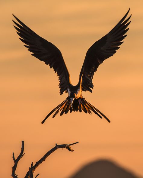 selective focus photography of bird flapping wings Eagle Images, Eagle Wallpaper, Eagle Pictures, Bird Wings, Animal Reference, Bird Pictures, Hd Picture, Bird Photo, Birds Flying