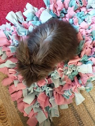 Snuffle mat for bun | BinkyBunny Bunny Snuffle Mat, Diy Rabbit Forage Mat, Rabbit Foraging Mat Diy, Diy Snuffle Mat For Rabbits, Cat Snuffle Mat, Flemish Rabbit, Bunny Tips, Bunny Beds, Bunny Stuff