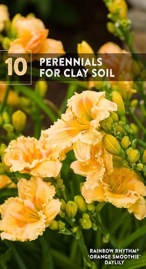 Middle Yard Flower Bed, Flowers That Grow In Clay Soil, Plants Clay Soil, Plants That Thrive In Clay Soil, Clay Soil Landscaping, Plants For Clay Soil Perennials, Georgia Flower Garden, Clay Soil Improve, Plants That Grow In Clay Soil