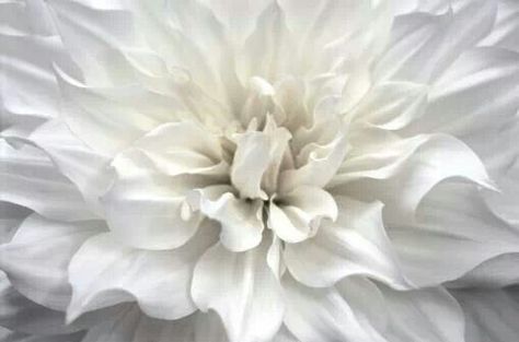 Worldly thought Dahlia Aesthetic, White Dalia, White Dahlia, Post Holiday, Mama Style, Virtual Stylist, Weekend Plans, Flower Images, People Around The World