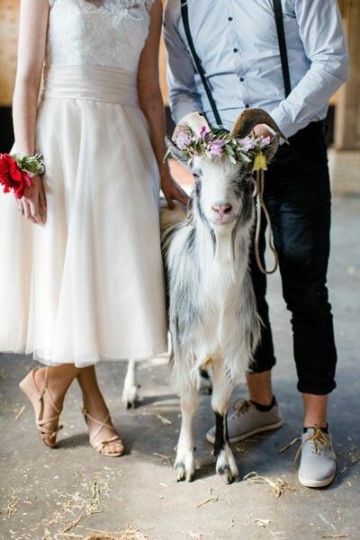 Mini Goats, Wedding Pets, Utrecht, Family Pet, Rotterdam, Country Wedding, Goats, Animal Lover, Horses