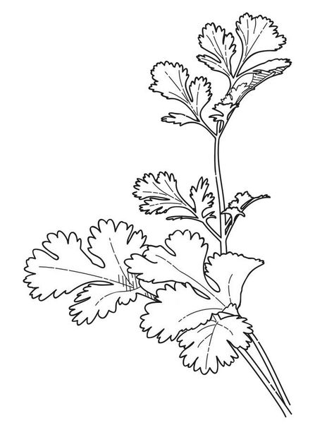 Vegetable Coloring Pages Cilantro Plant, Vegetable Coloring Pages, Garden Coloring Pages, Garden Herbs, Cartoon Coloring Pages, Clipart Black And White, Colorful Garden, Medicinal Herbs, Coloring Pictures