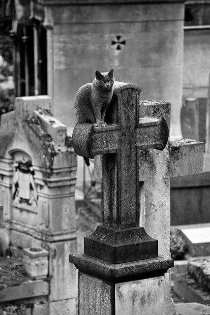 Uploaded by Cat Wallis. Find images and videos about art, cat and fantasy on We Heart It - the app to get lost in what you love. Cemetery Aesthetic, Black Cat Aesthetic, Cemetery Statues, Old Abandoned Buildings, Funny Sports Pictures, Pet Cemetery, Grumpy Cat Humor, Old Cemeteries, Image Chat